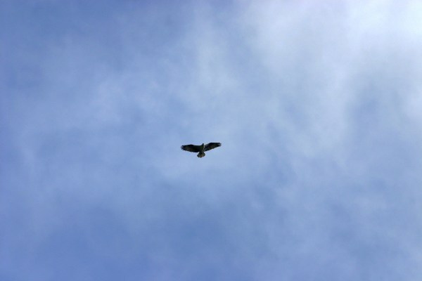 Osprey